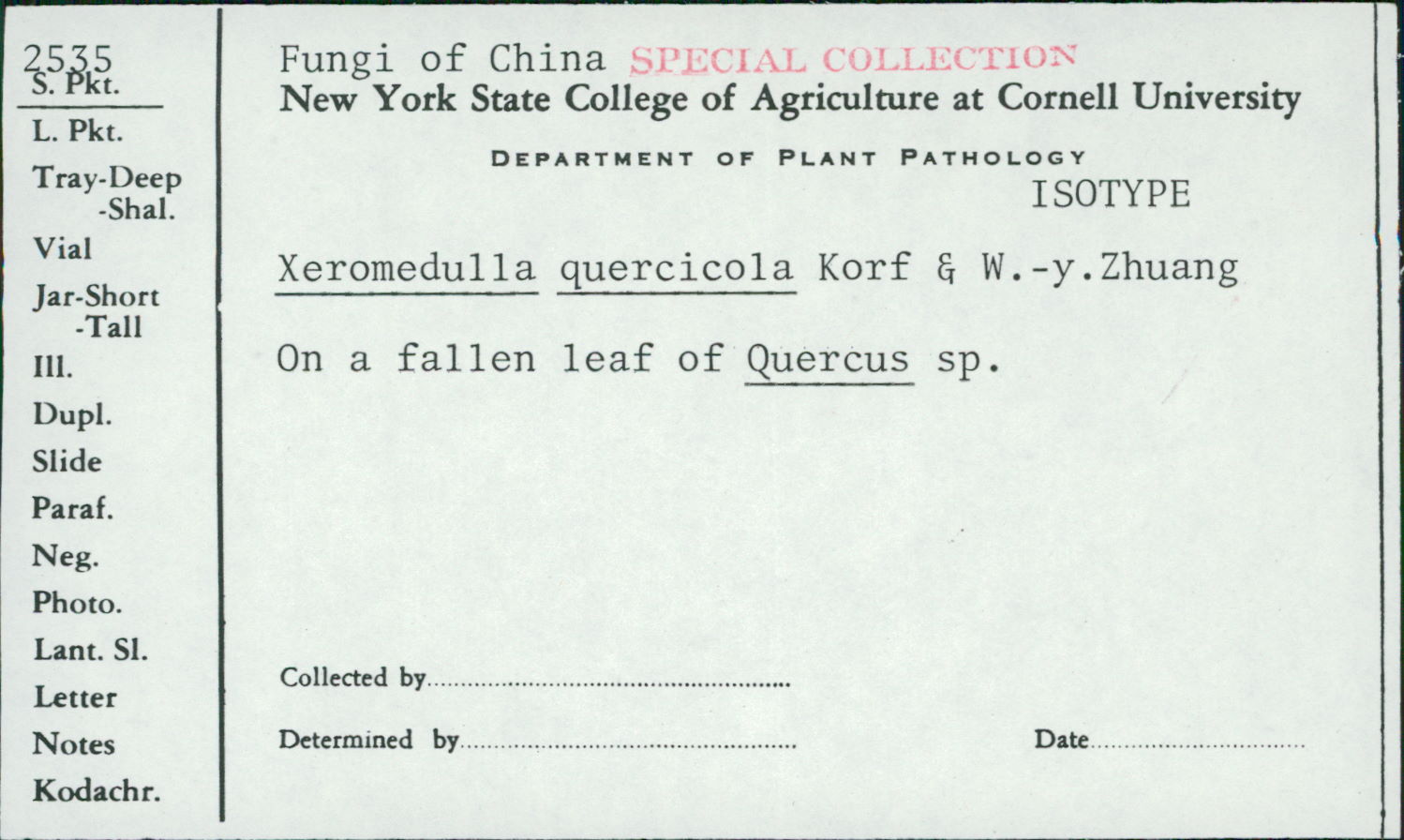 Xeromedulla quercicola image