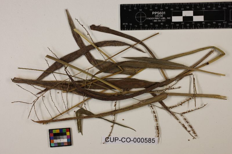 Phyllachora molinae image
