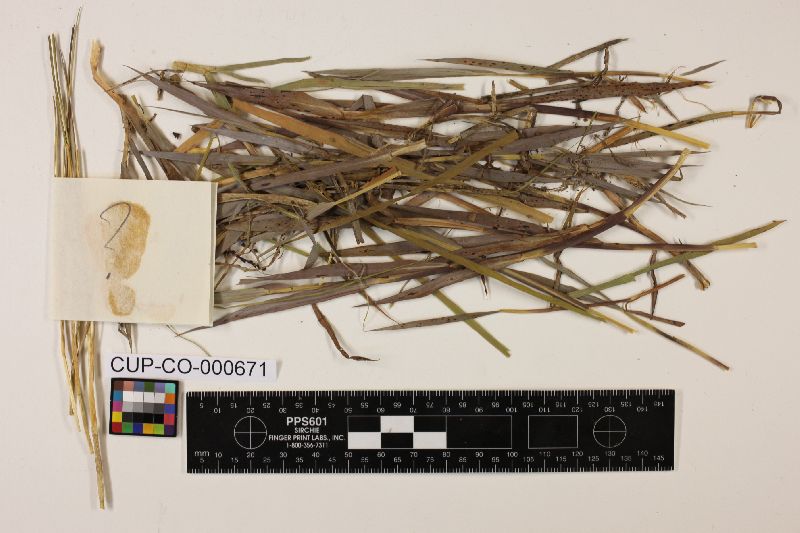 Phyllachora urvilleana image