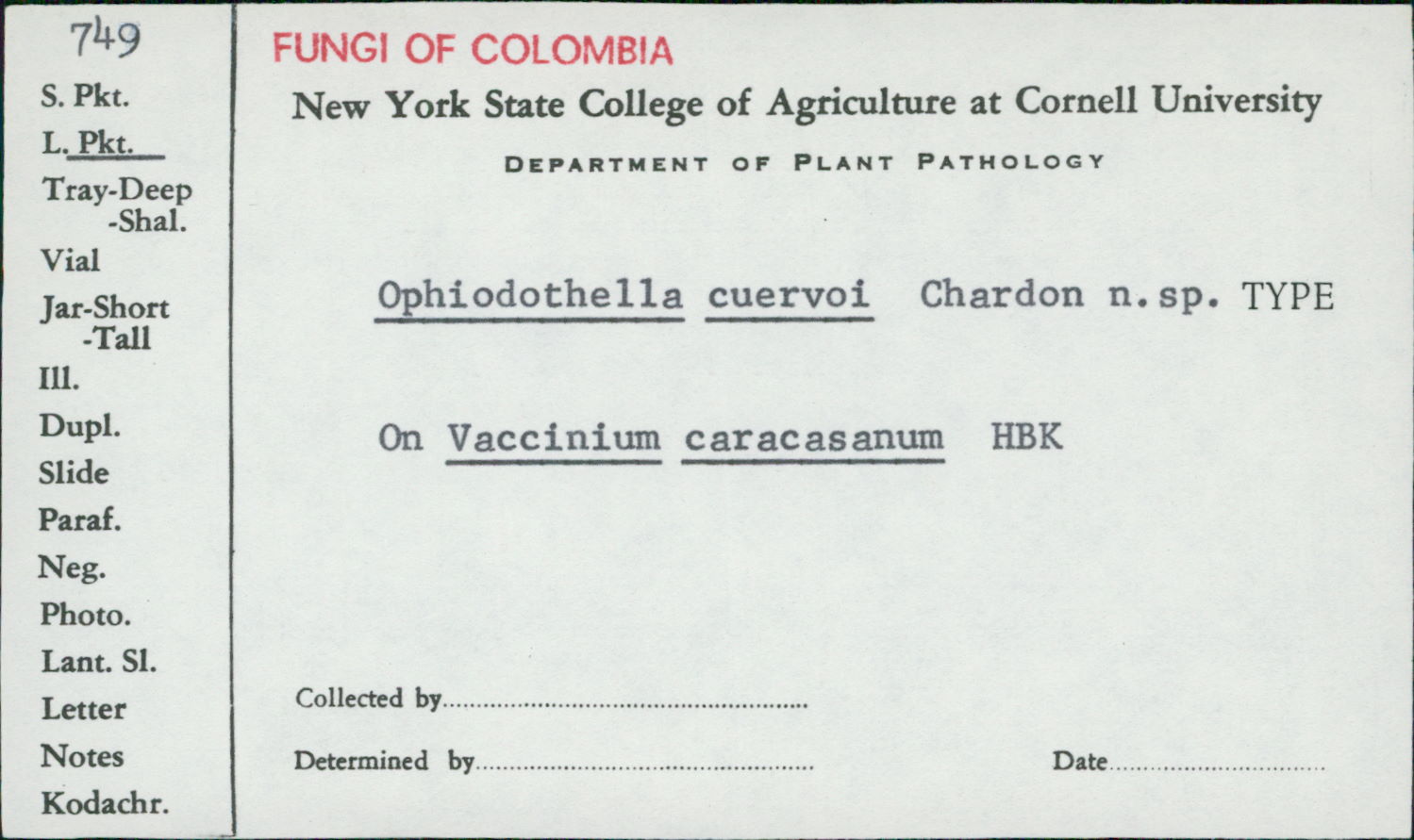 Ophiodothella cuervoi image