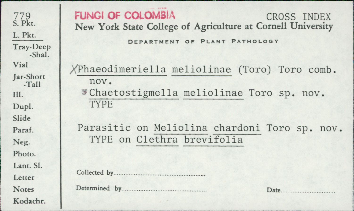 Phaeodimeriella meliolinae image