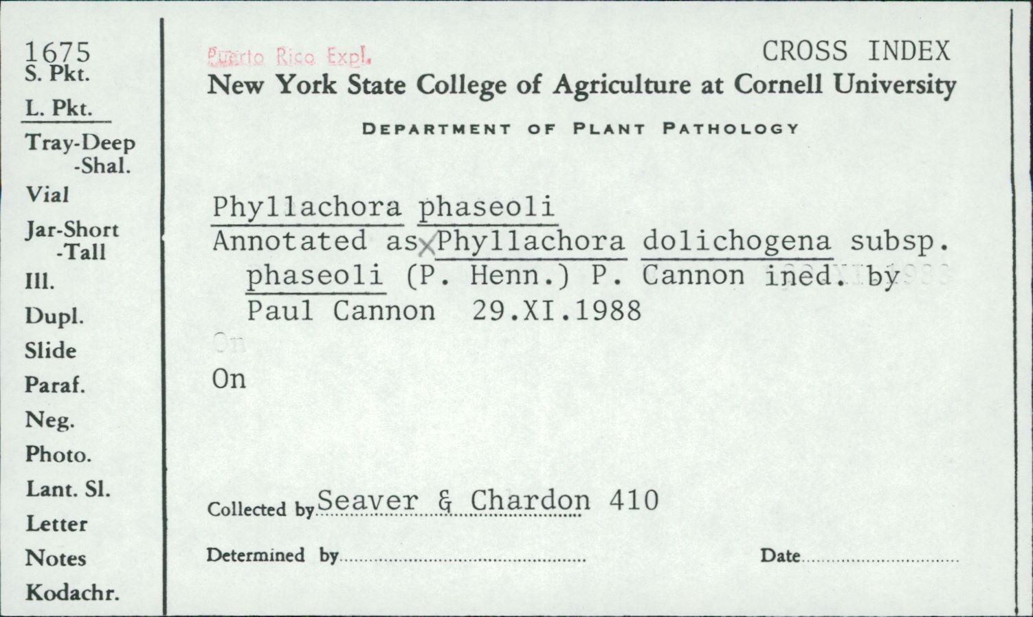 Phyllachora dolichogena image