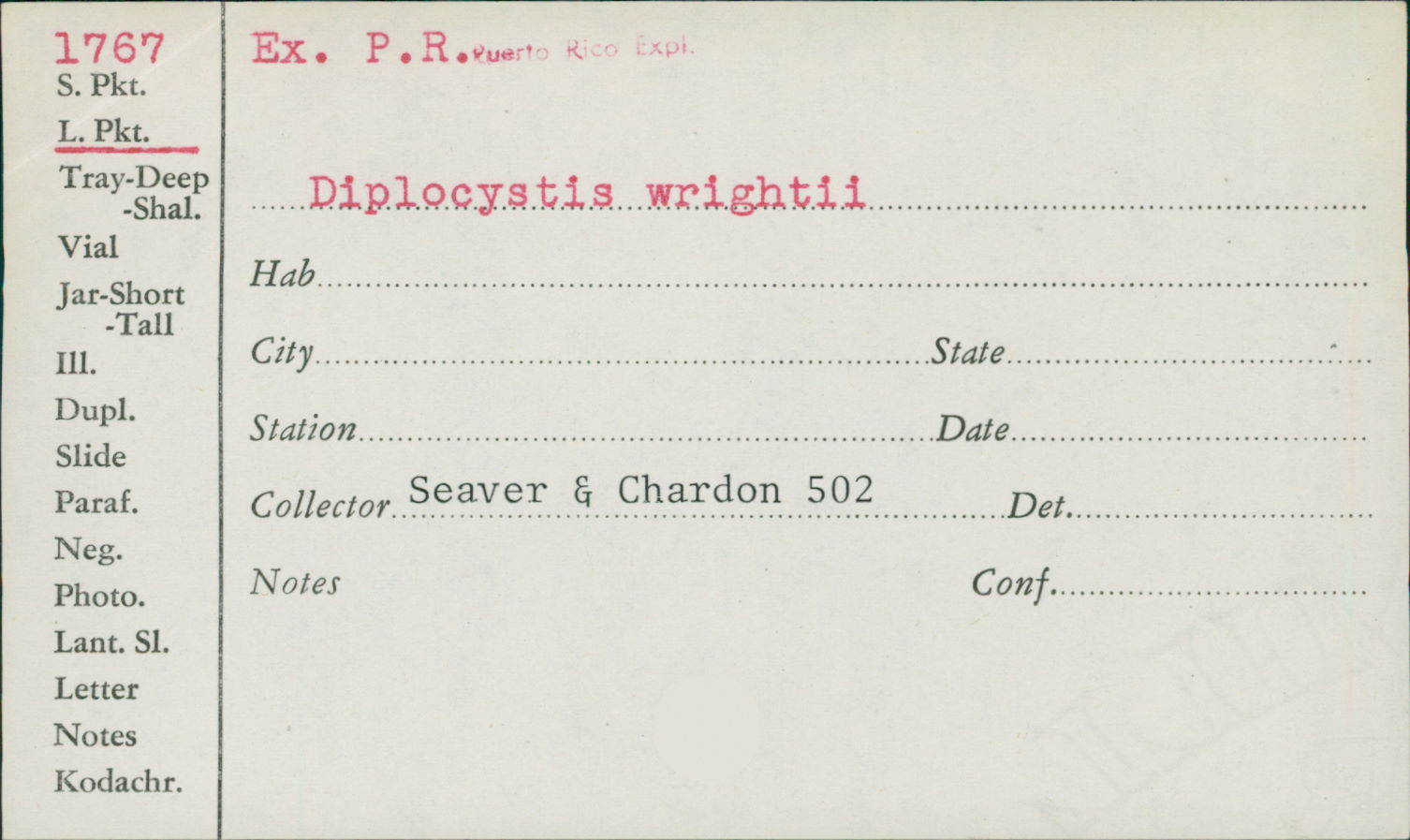 Diplocystis wrightii image