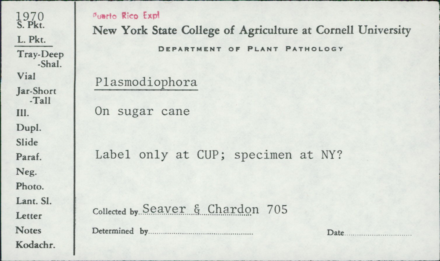 Plasmodiophora image