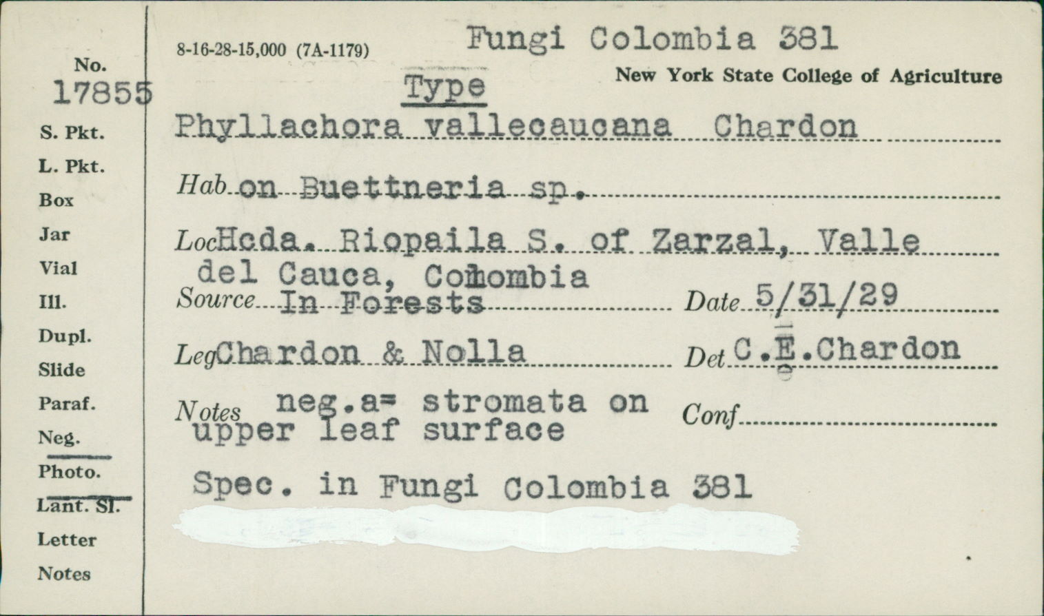 Phyllachora vallecaucana image