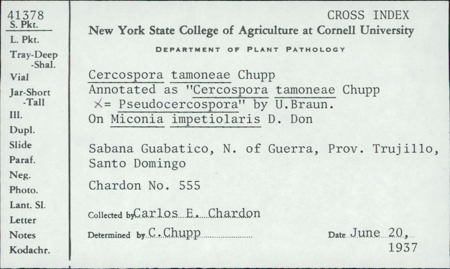 Pseudocercospora tamoneae image