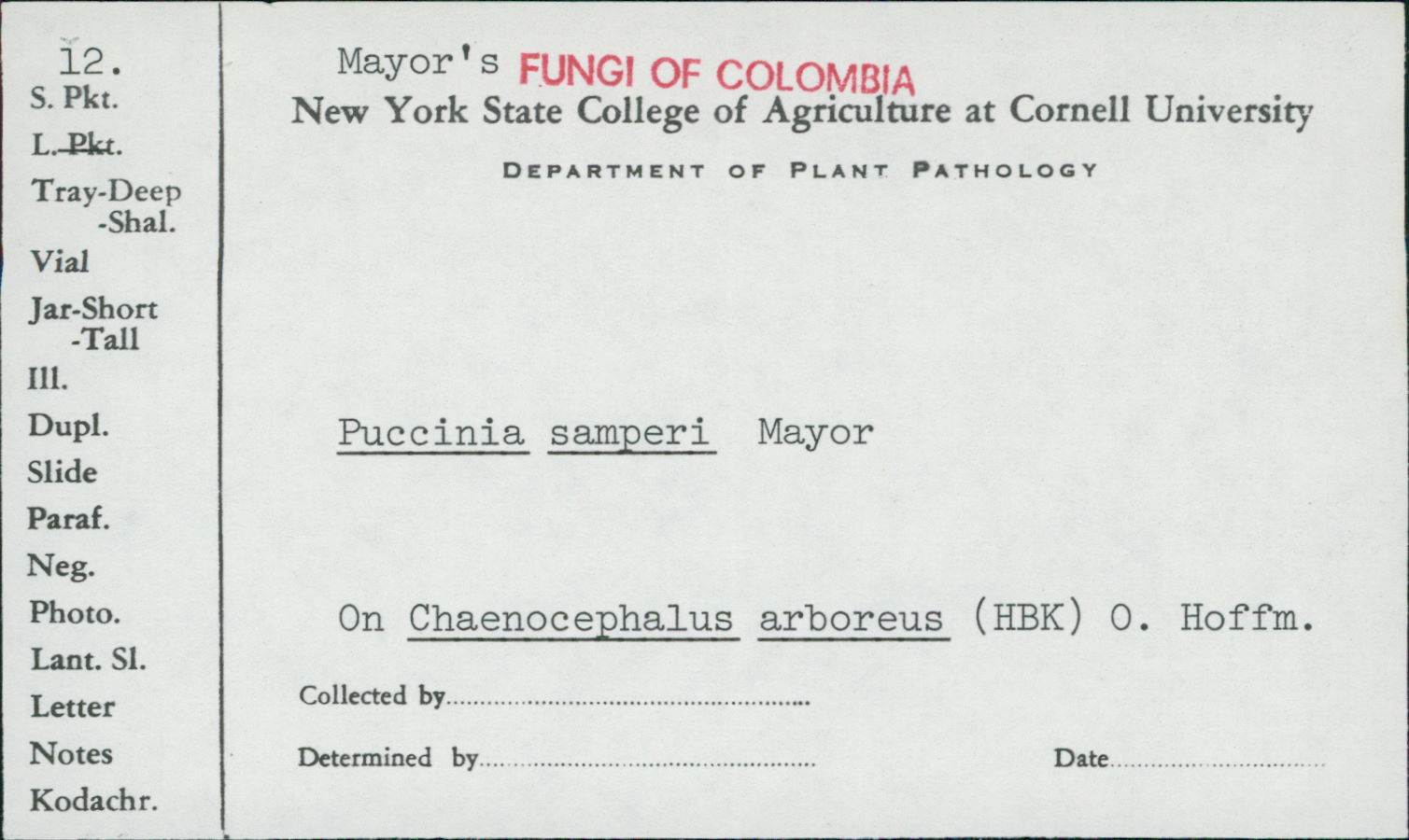 Puccinia samperi image