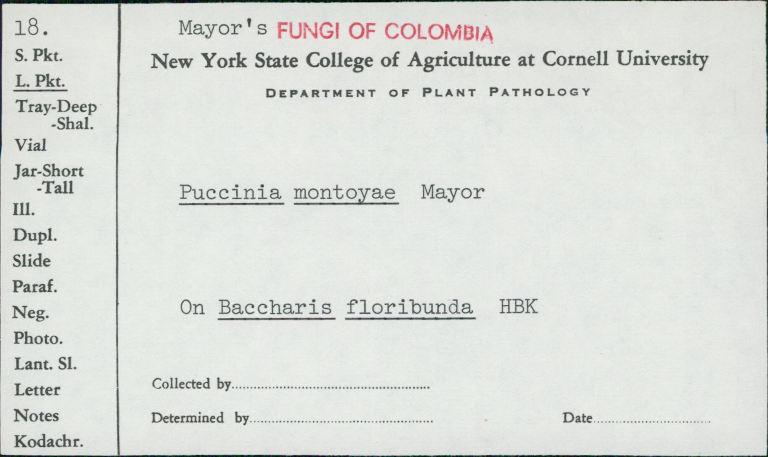 Puccinia montoyae image