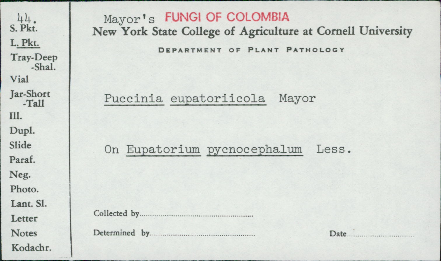 Puccinia eupatoriicola image