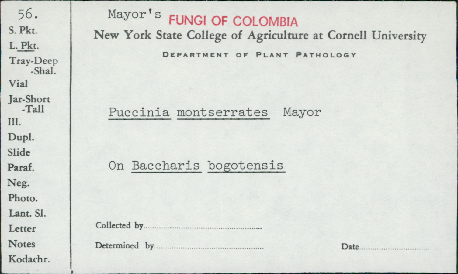 Puccinia montserrates image