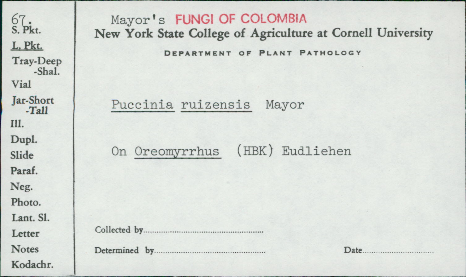 Puccinia ruizensis image