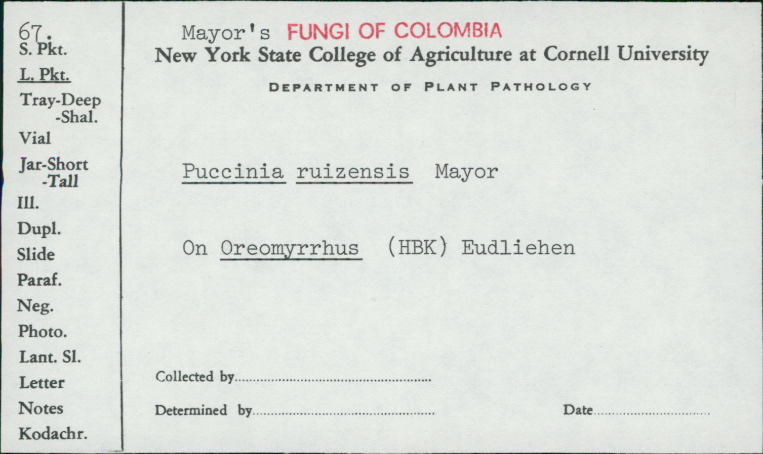 Puccinia ruizensis image