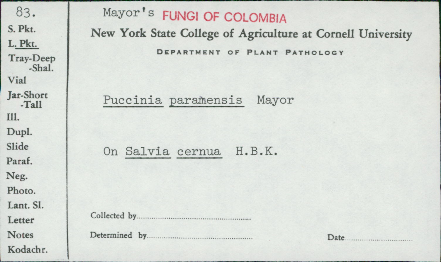 Puccinia paraensis image