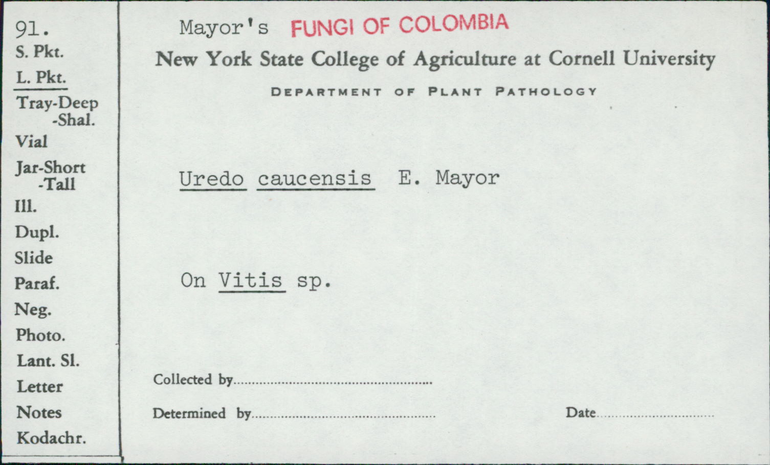 Uredo caucensis image