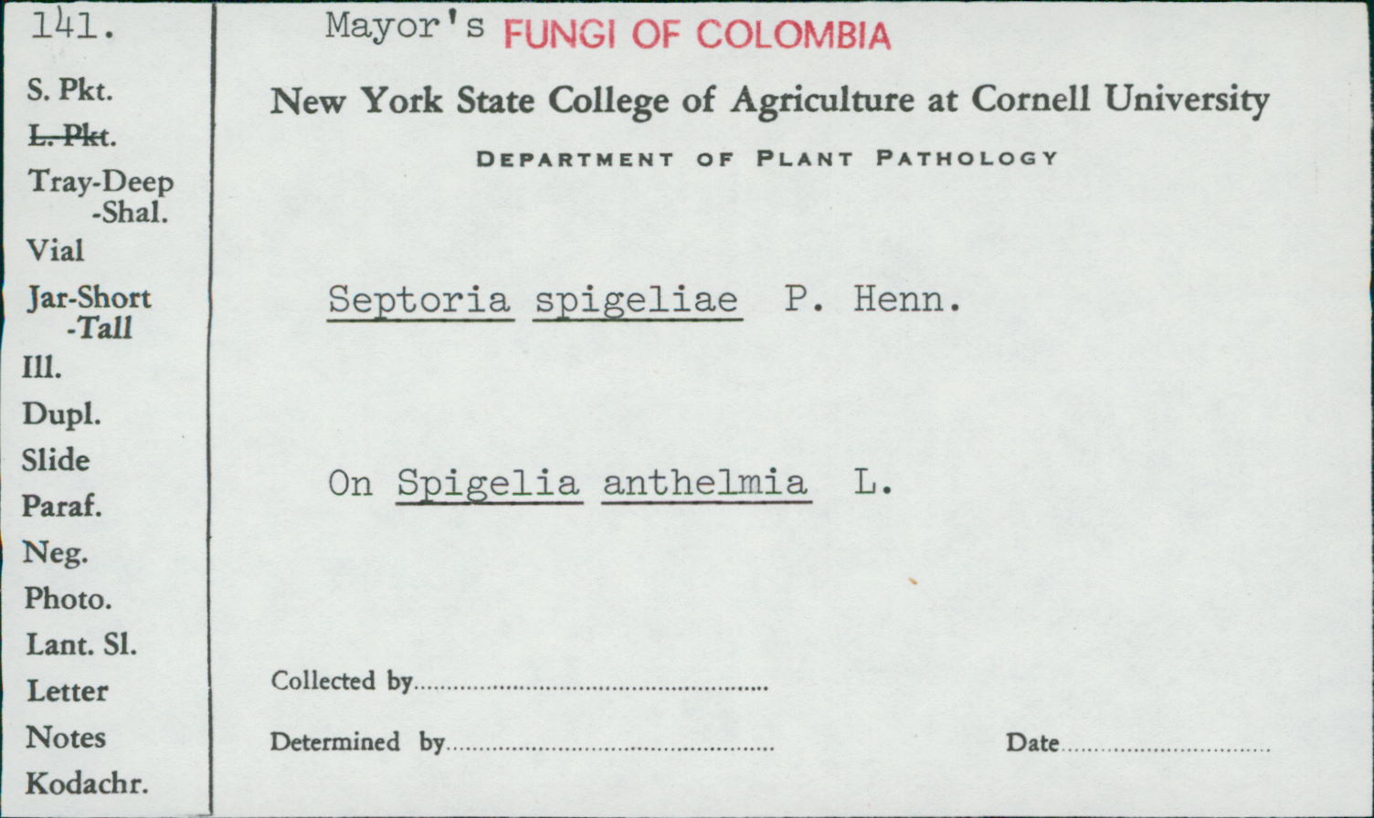 Septoria spigeliae image