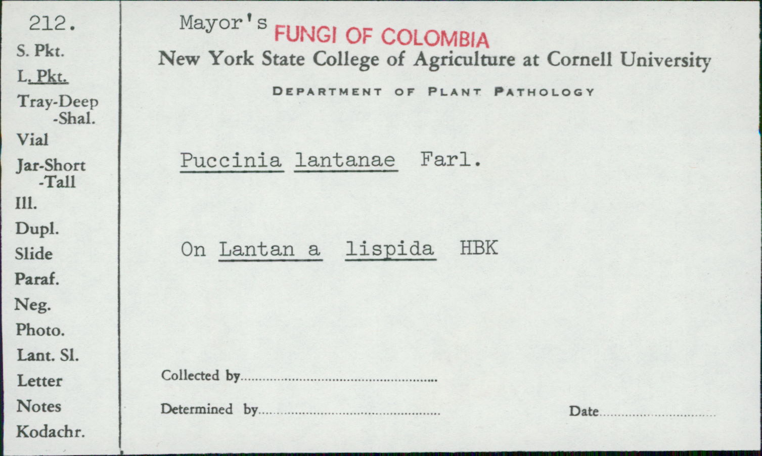 Puccinia lantanae image
