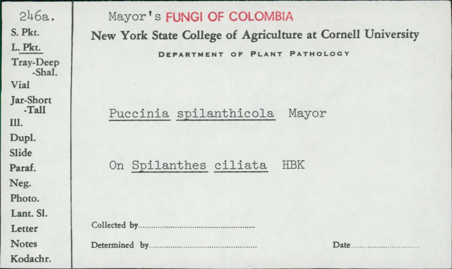 Puccinia spilanthicola image