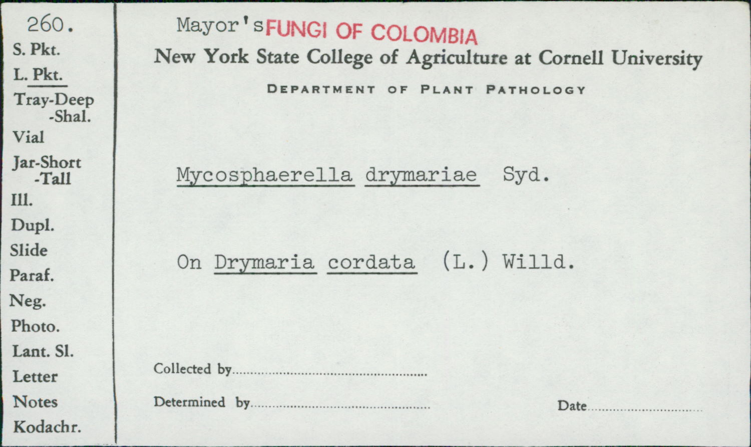 Mycosphaerella drymariae image
