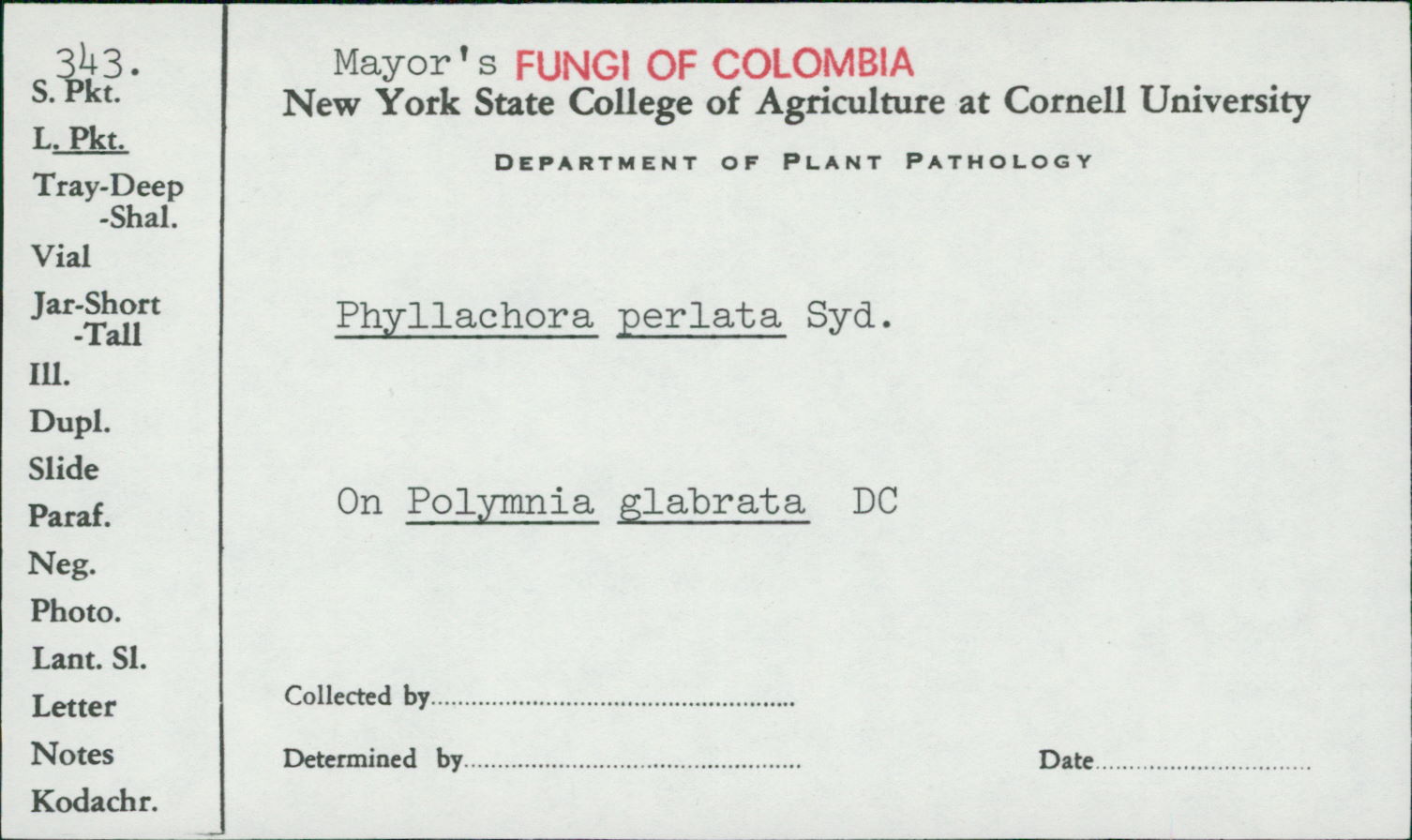 Phyllachora perlata image