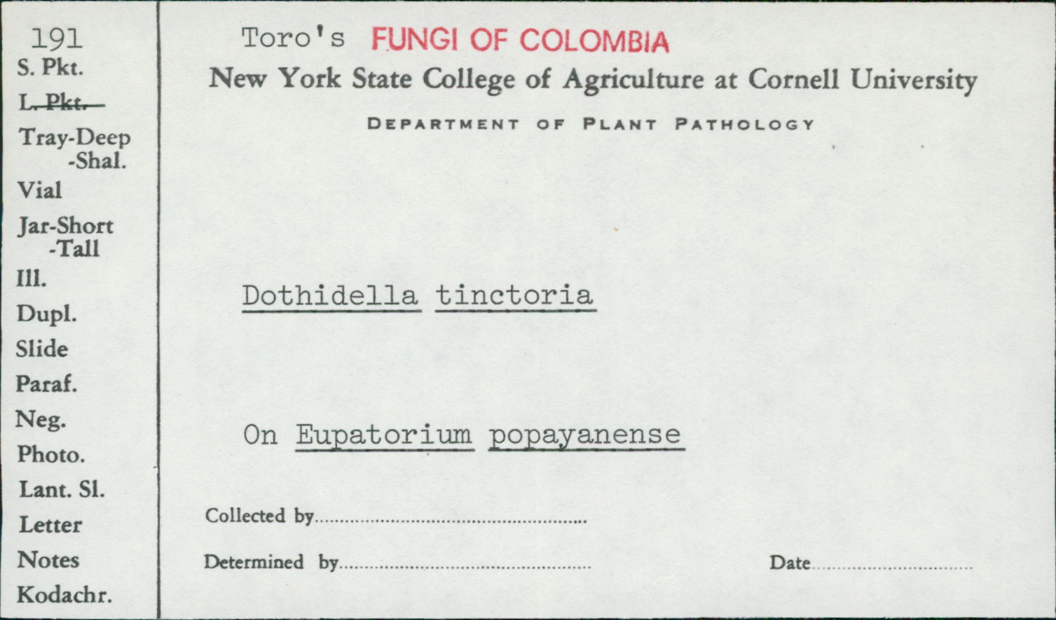 Microcyclus tinctoria image