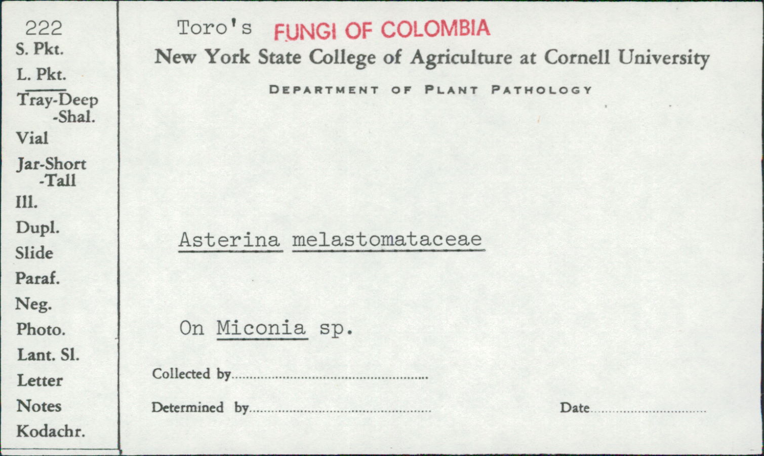 Asterina melastomataceae image