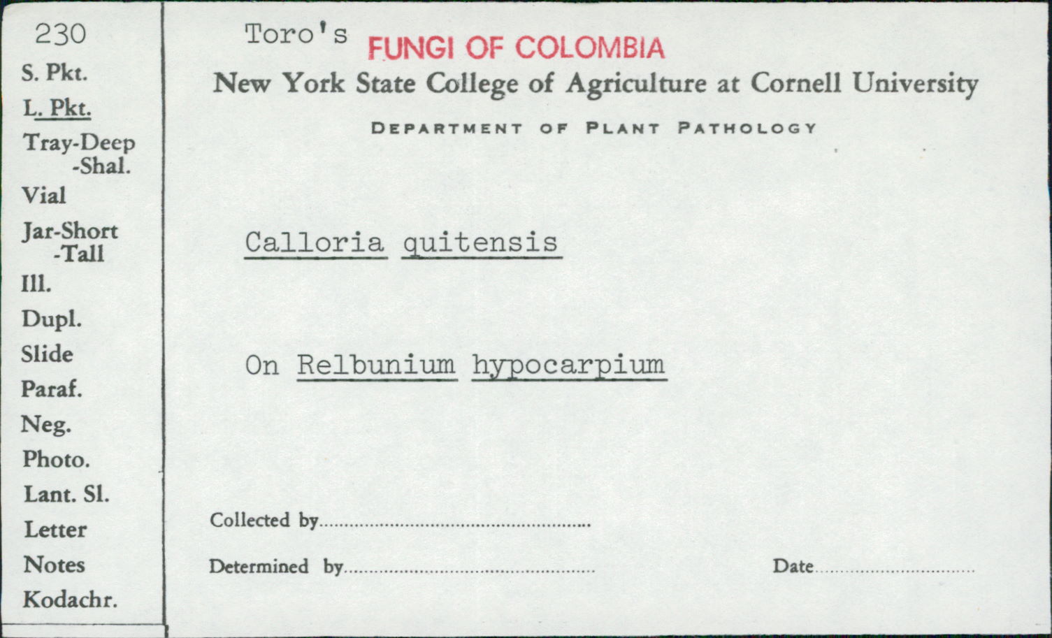 Phyllocrea quitensis image