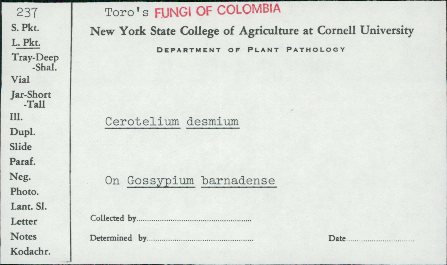 Cerotelium desmium image