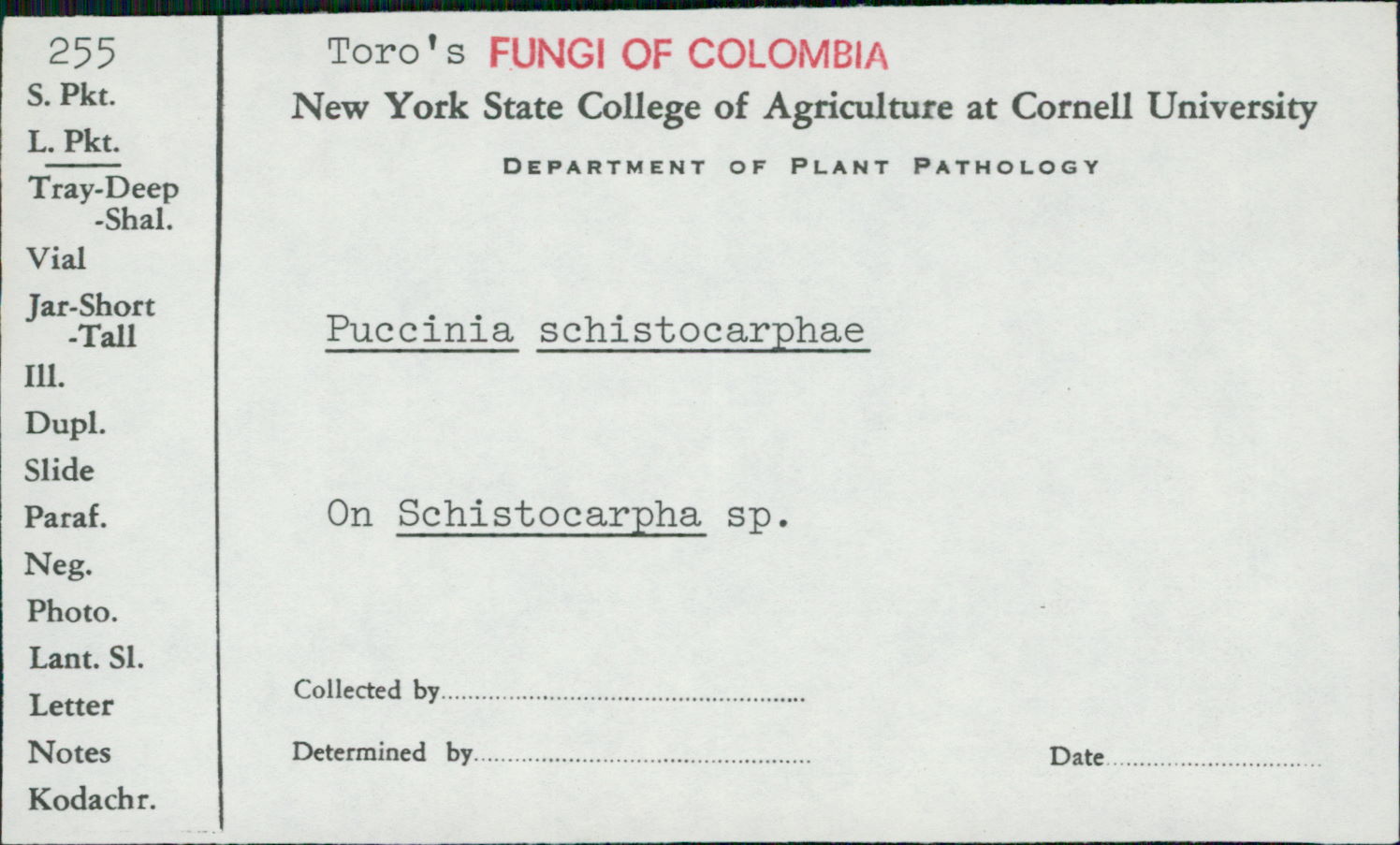 Puccinia schistocarphae image