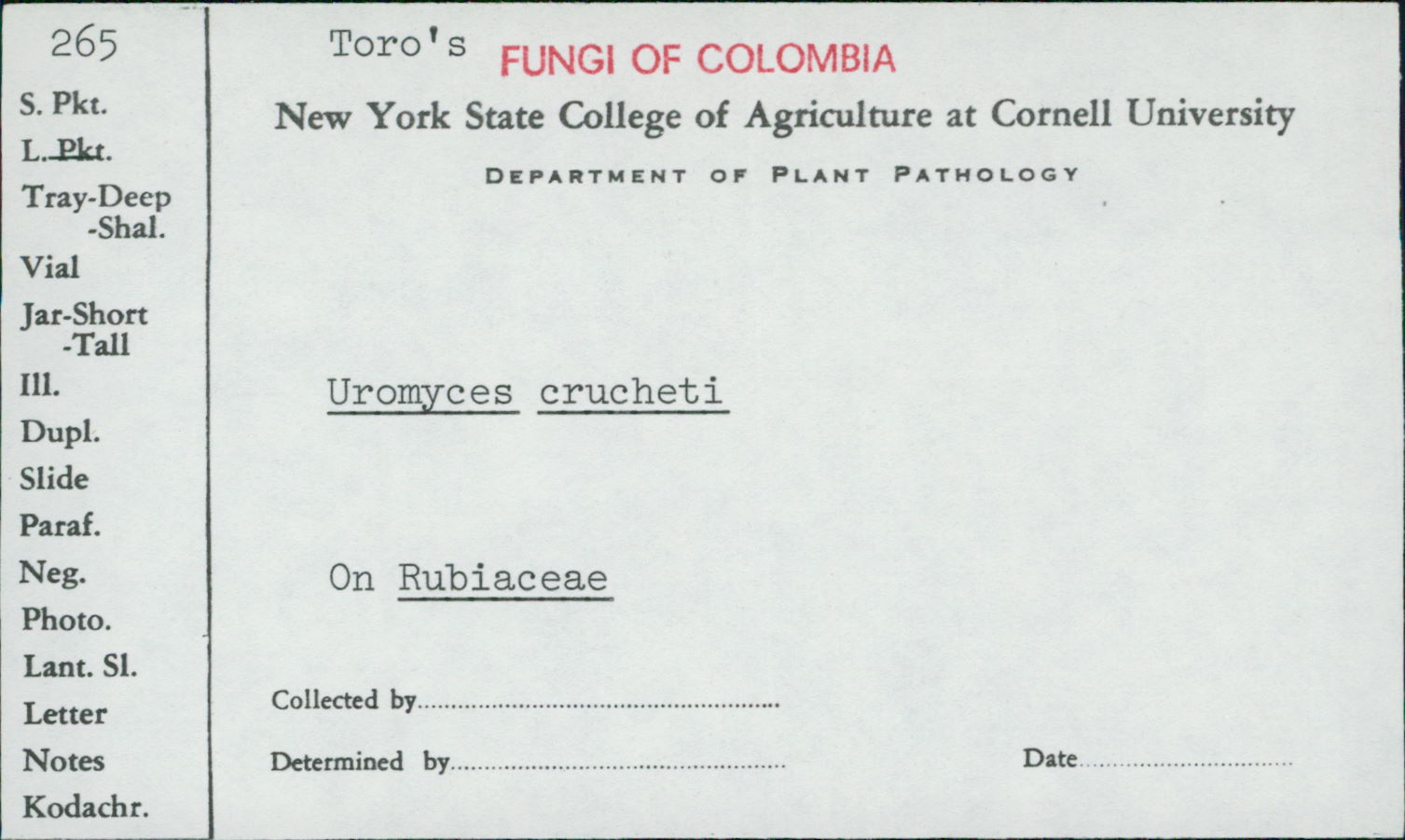Uromyces crucheti image