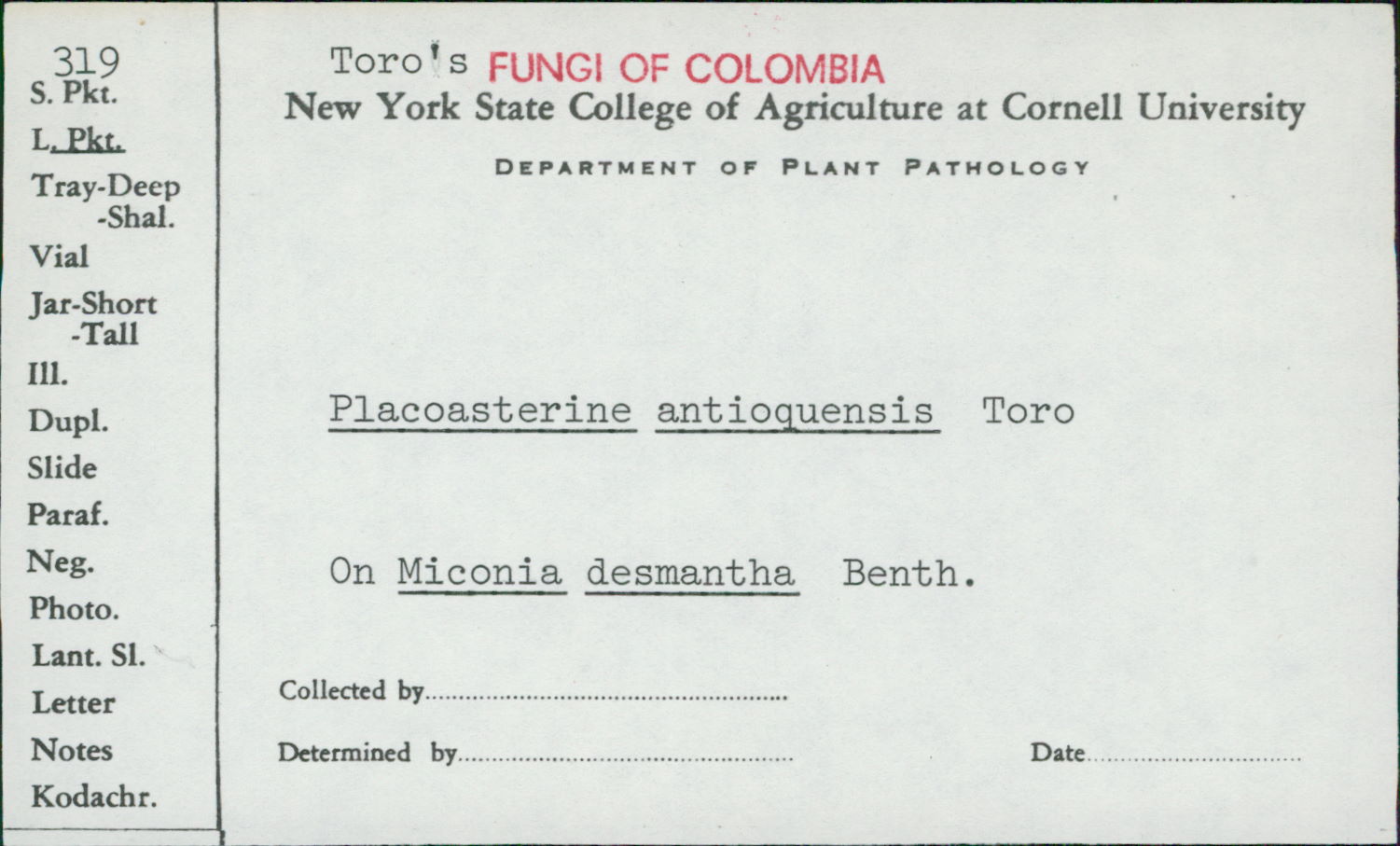 Placoasterina antioquensis image