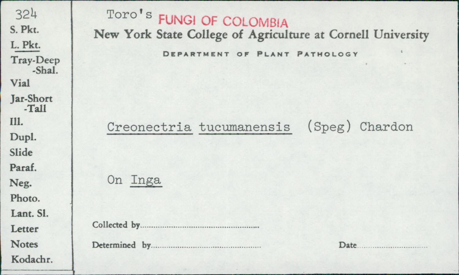 Creonectria tucumanensis image