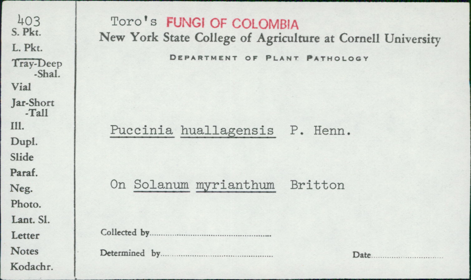 Puccinia huallagensis image