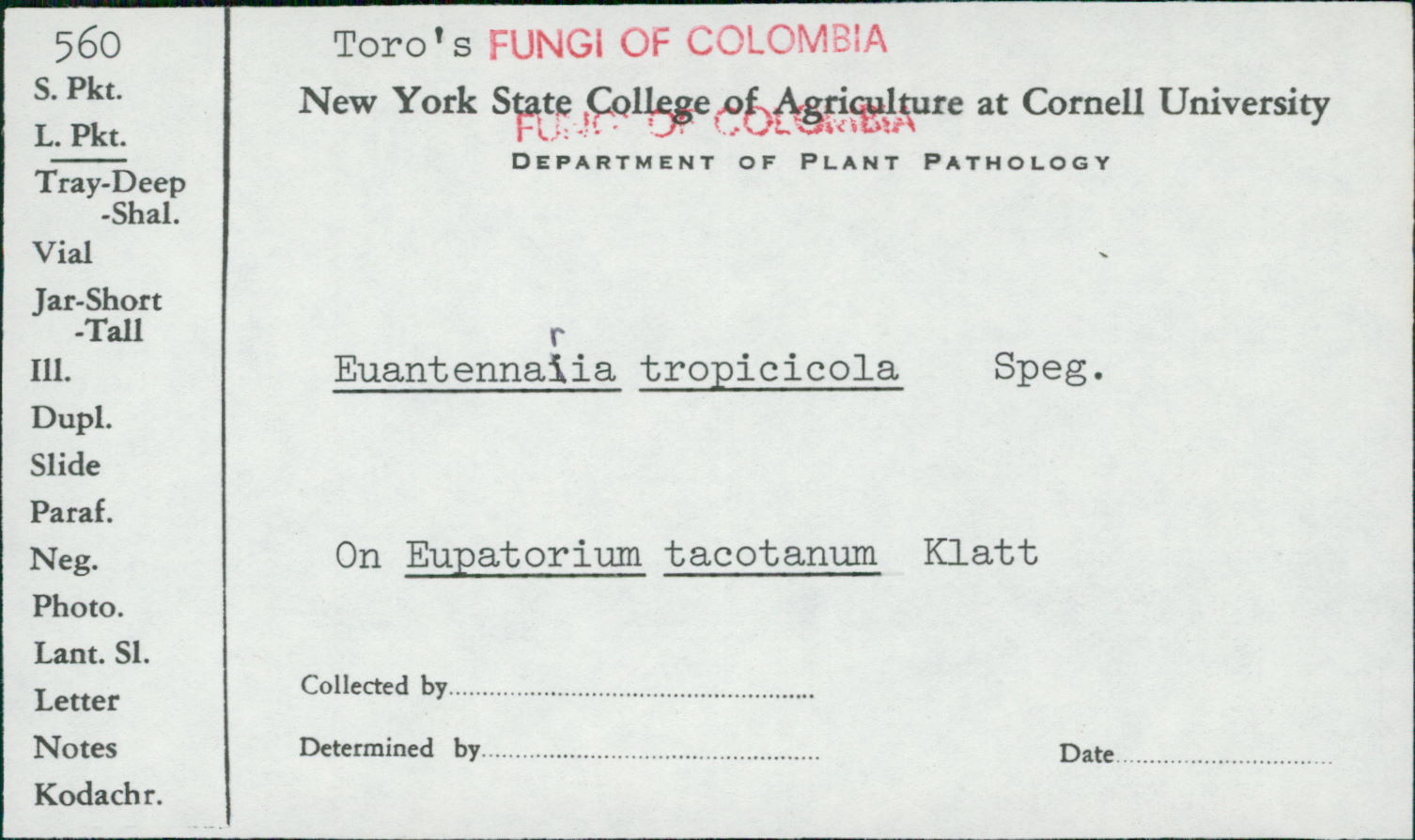 Euantennaria tropicicola image