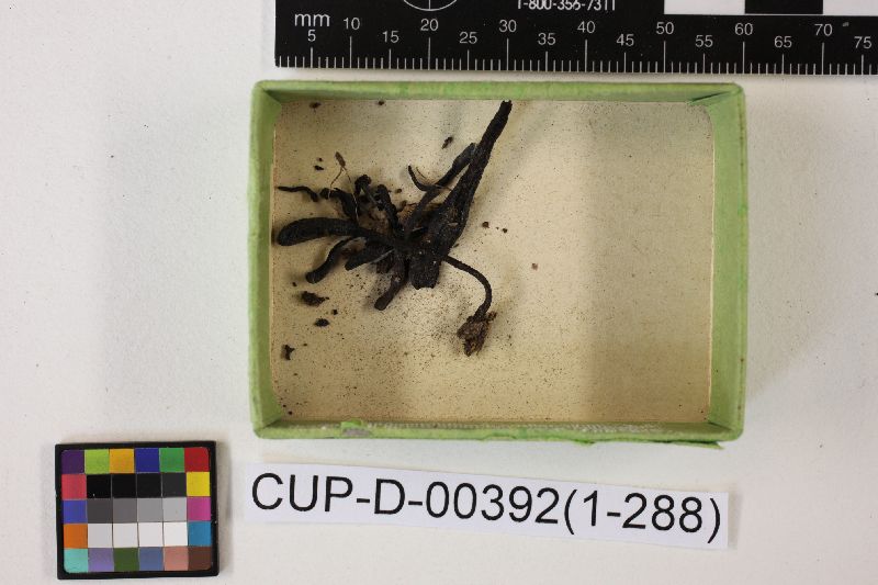 Geoglossum intermedium image
