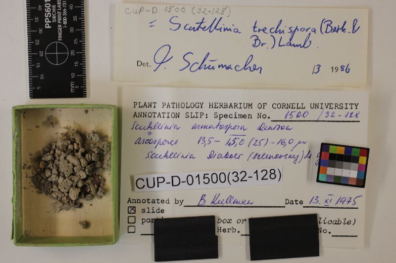 Scutellinia armatospora image