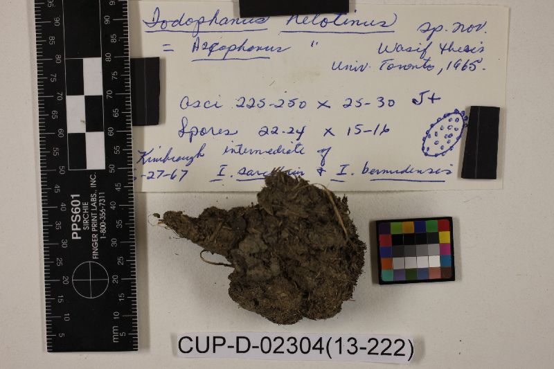 Iodophanus helotinus image