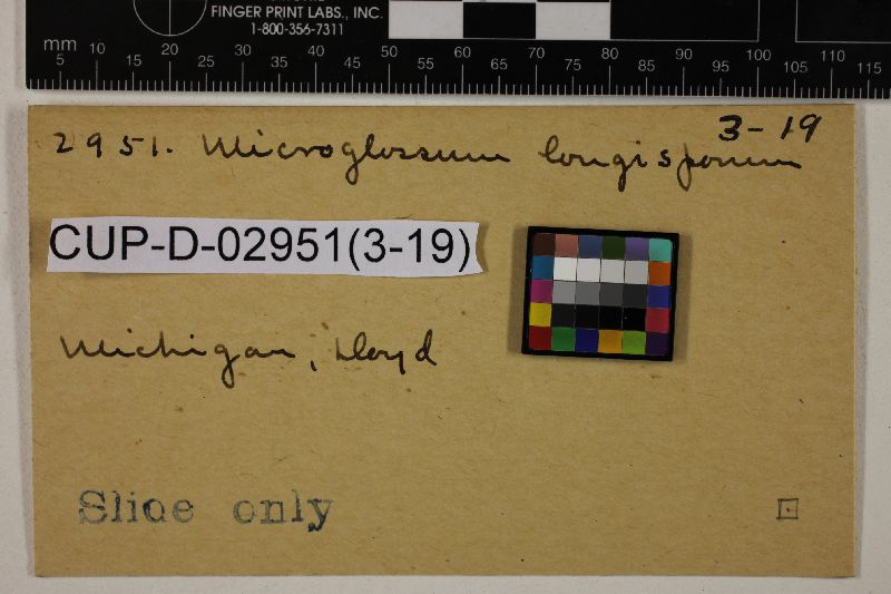 Microglossum longisporum image