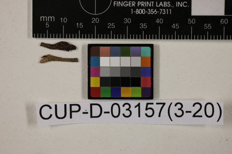 Microglossum longisporum image