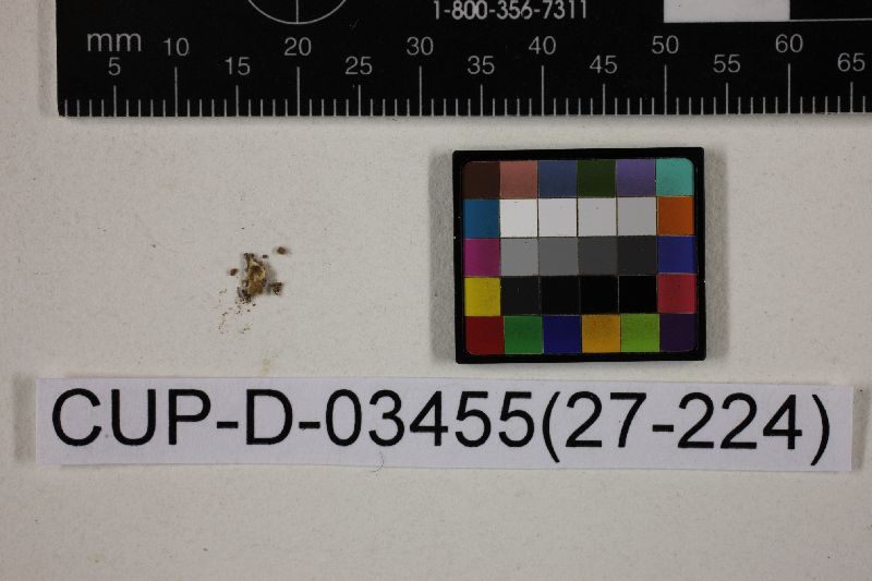 Peziza irrorata image