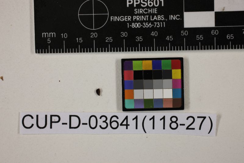 Ombrophila decolorans image