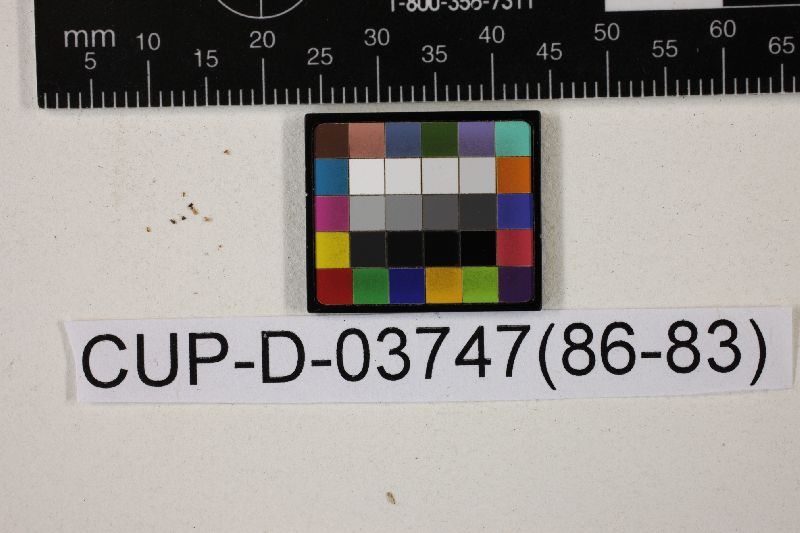 Hymenoscyphus limonium image