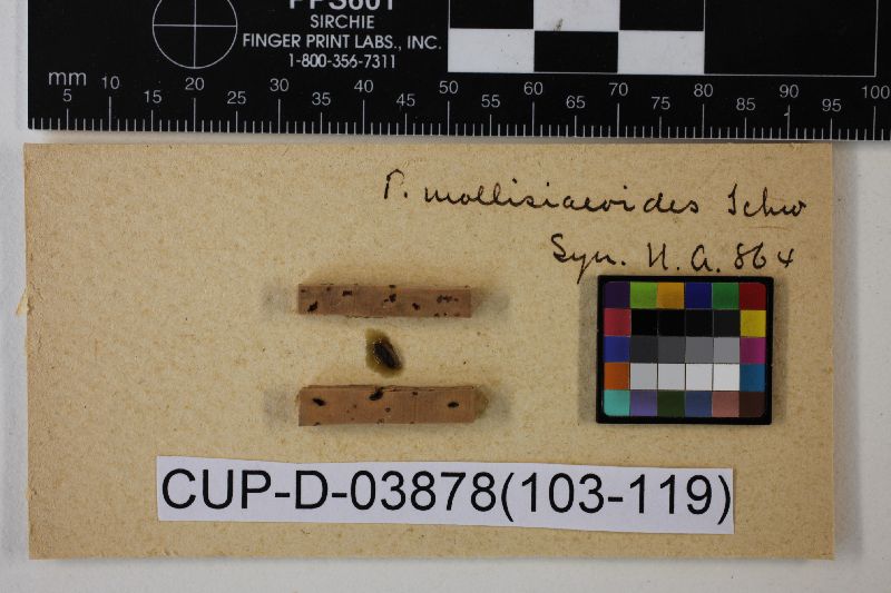 Tapesia mollisioides image