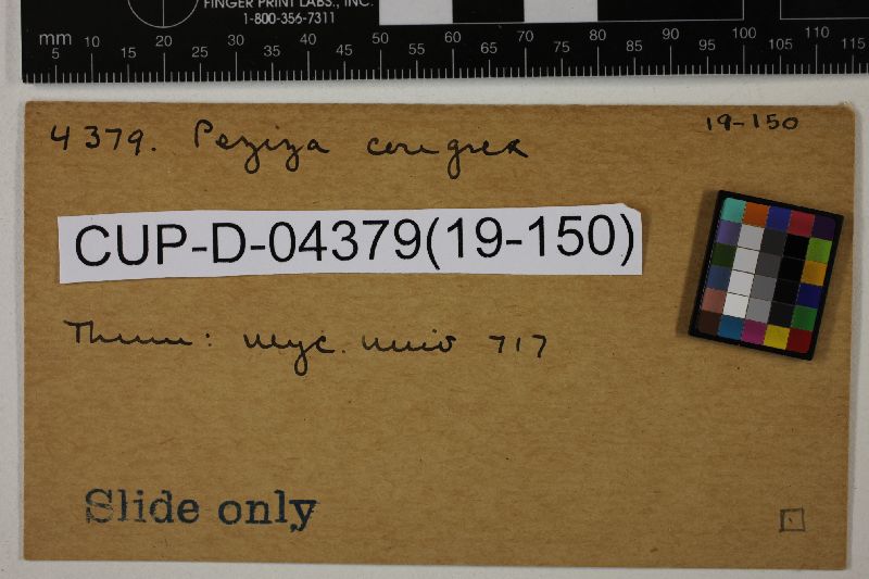 Peziza congrex image
