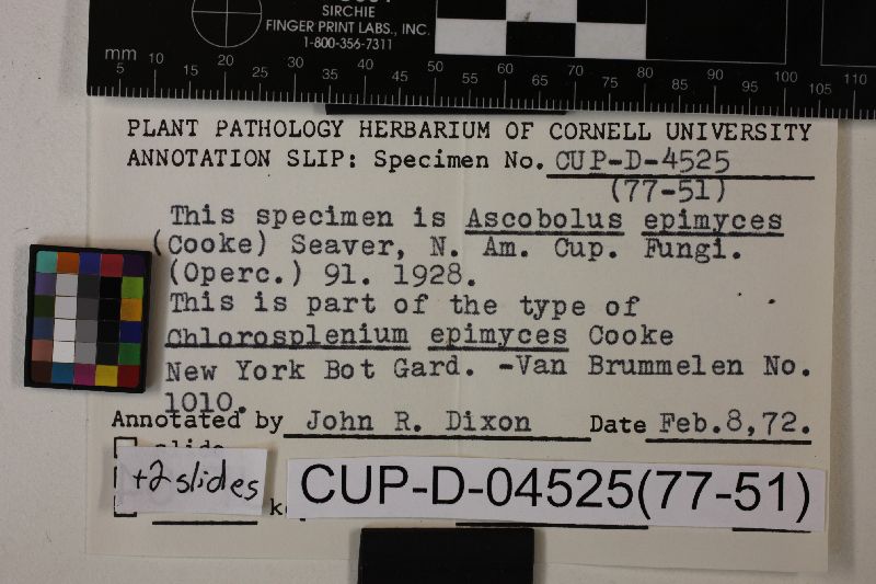 Ascobolus epimyces image