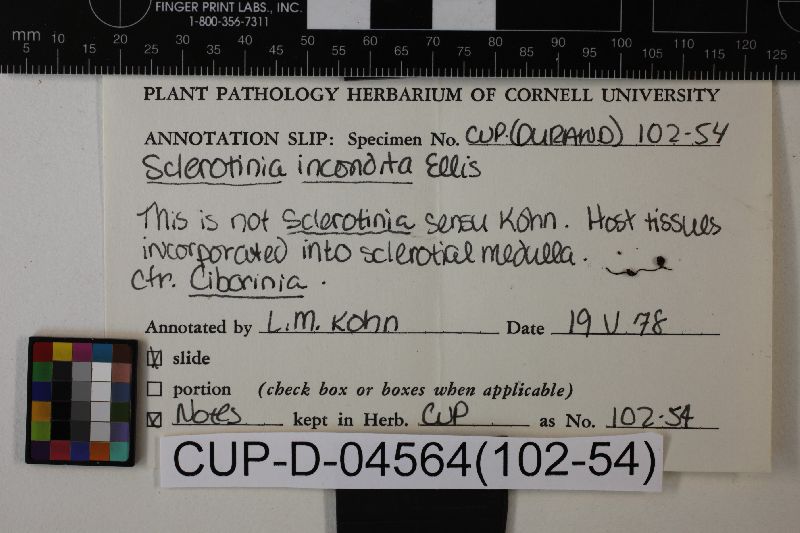 Sclerotinia incondita image