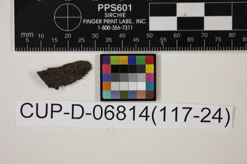 Rhytidhysterium scortechinii image