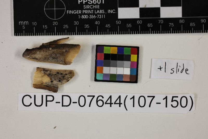 Stictis serpentaria image