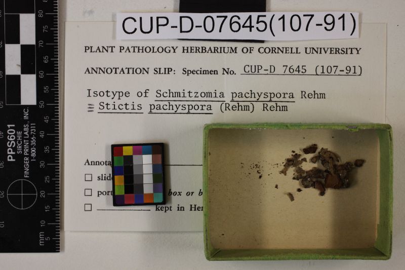 Stictis pachyspora image
