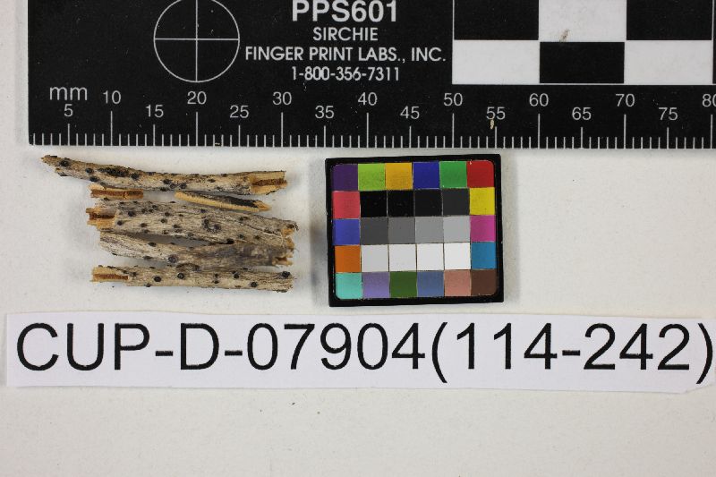 Sphaeropezia coloradensis image