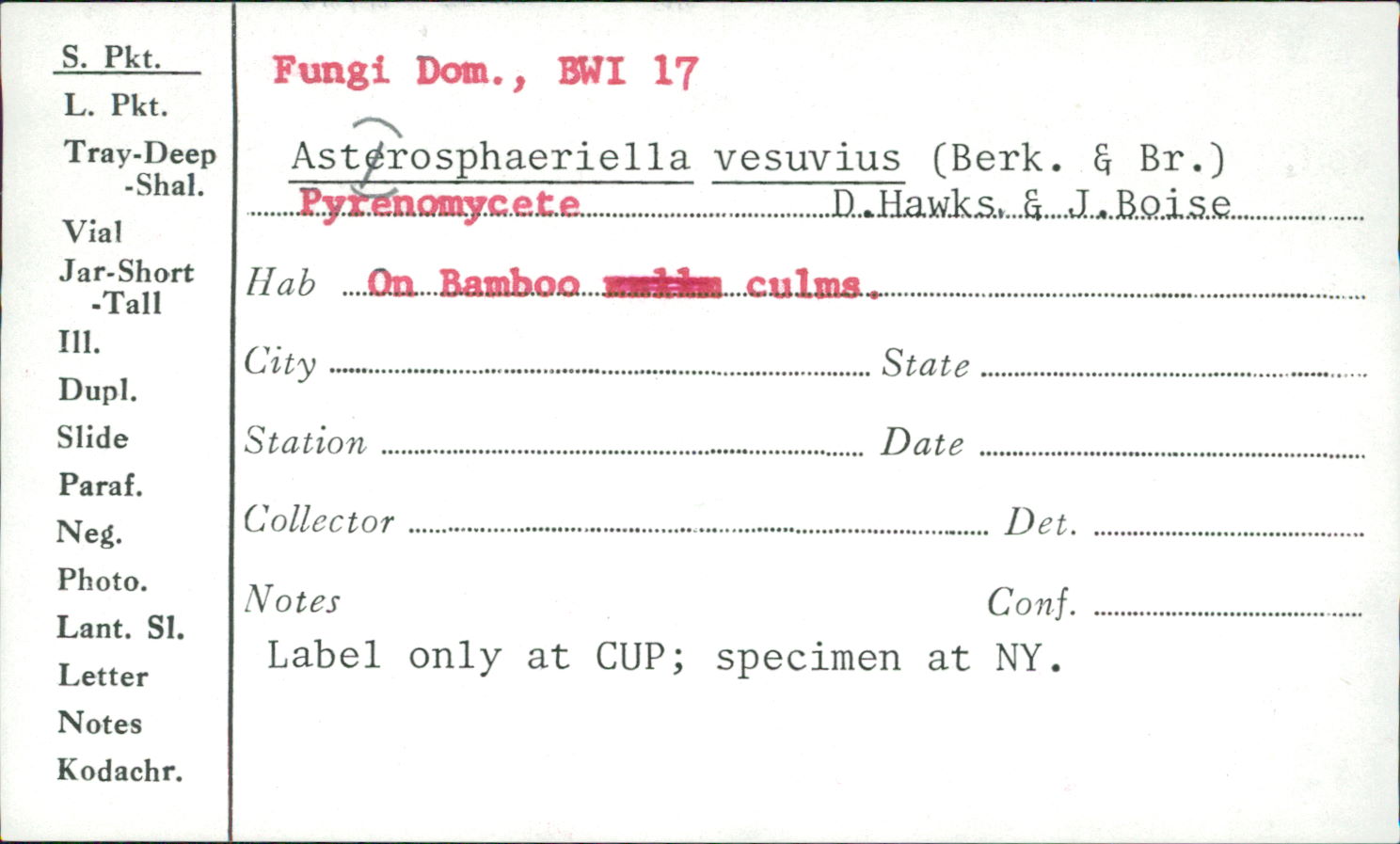 Astrosphaeriella vesuvius image